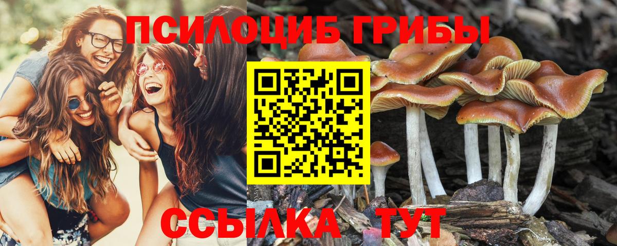Галлюциногенные грибы Psilocybe Лабинск
